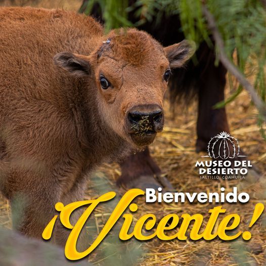 El bisonte del Museo del Desierto ya tiene nombre