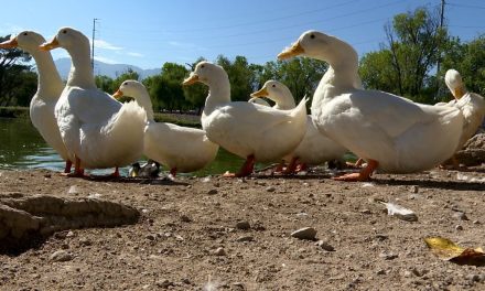 ¡Al agua patos! Se recomienda no abandonarlos en la Deportiva