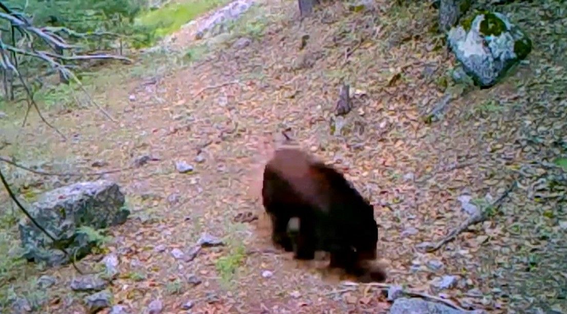 Aumenta 400% avistamiento de osos en zonas serranas de Arteaga