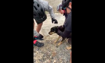 Lomito se atora en botella y ciclistas lo rescatan en Querétaro (video)