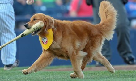 Bat-dogs quieren entrar a los a la MLB