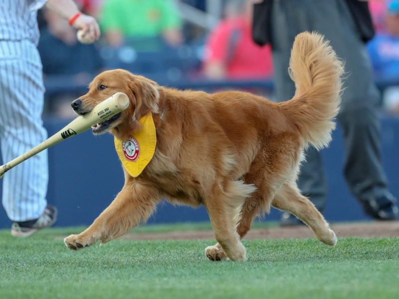 Bat-dogs quieren entrar a los a la MLB