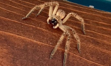 ¡Araña coahuilense podría revolucionar la medicina!
