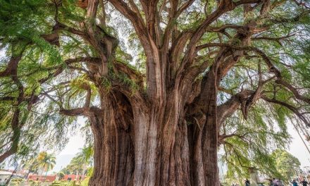 El árbol con el tronco más grueso del mundo está en Oaxaca