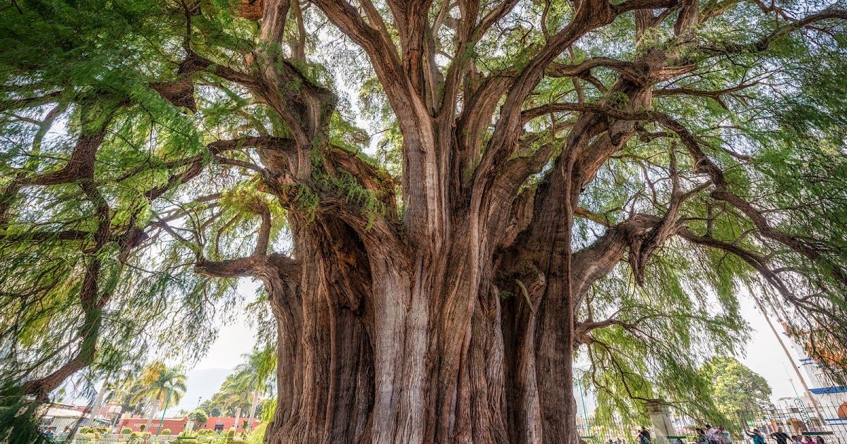 El árbol con el tronco más grueso del mundo está en Oaxaca