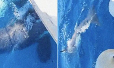 ¡Impresionante! Orcas asesinas embisten velero en España (video)