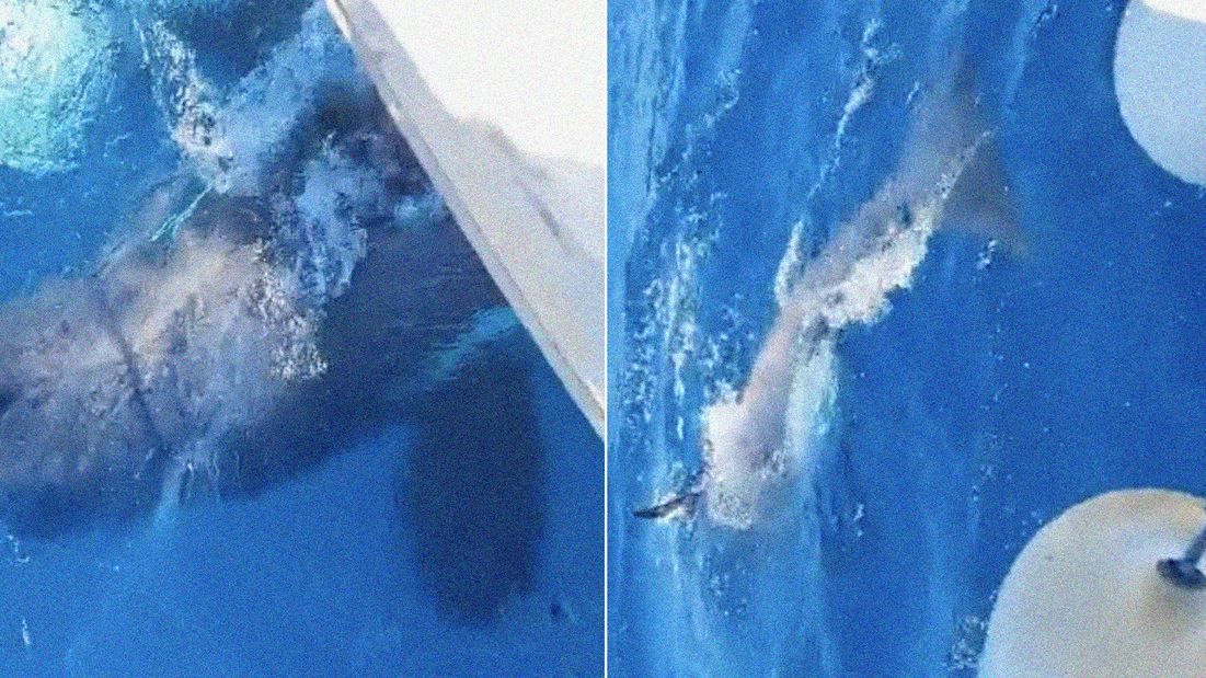 ¡Impresionante! Orcas asesinas embisten velero en España (video)