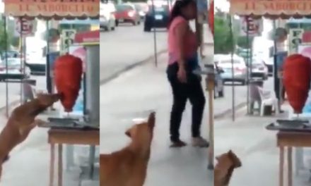 Perrito se agandalla y muerde trompo de pastor en taquería