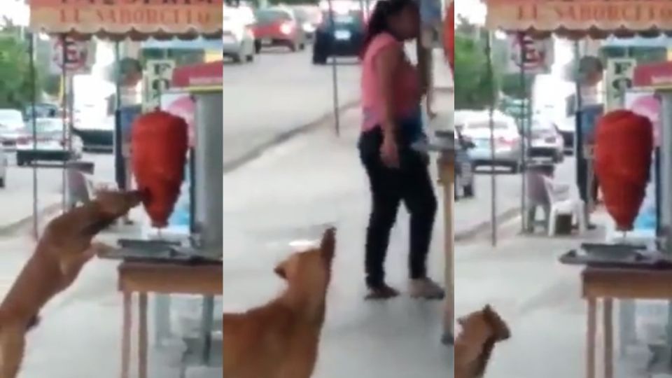 Perrito se agandalla y muerde trompo de pastor en taquería