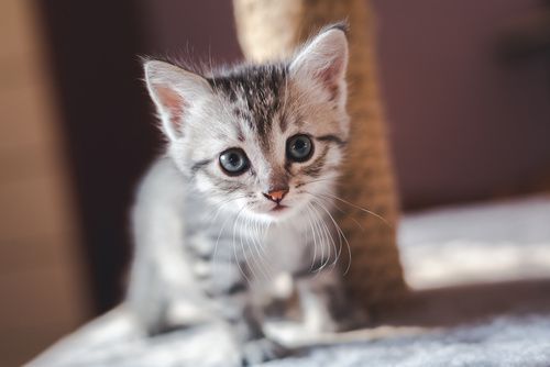 Rescatistas perforan la pared de un edificio para salvar a 2 gatitos en Rusia
