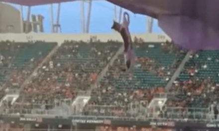 Aficionados salvan a gatito que caía desde grada del estadio Hard Rock (videos)
