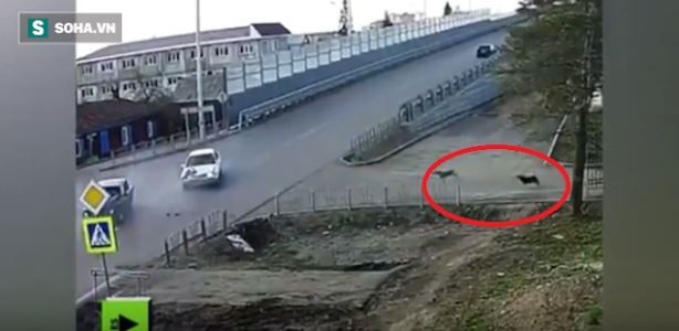 Perritos chismosos corren a ver accidentados cada que ocurre un choque (video)