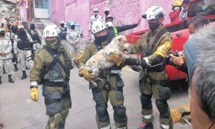 Rescatan a perrito entre los escombros en el cerro del Chiquihuite