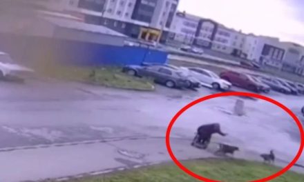 Defiende desde sus silla de ruedas a un perrito (Video)