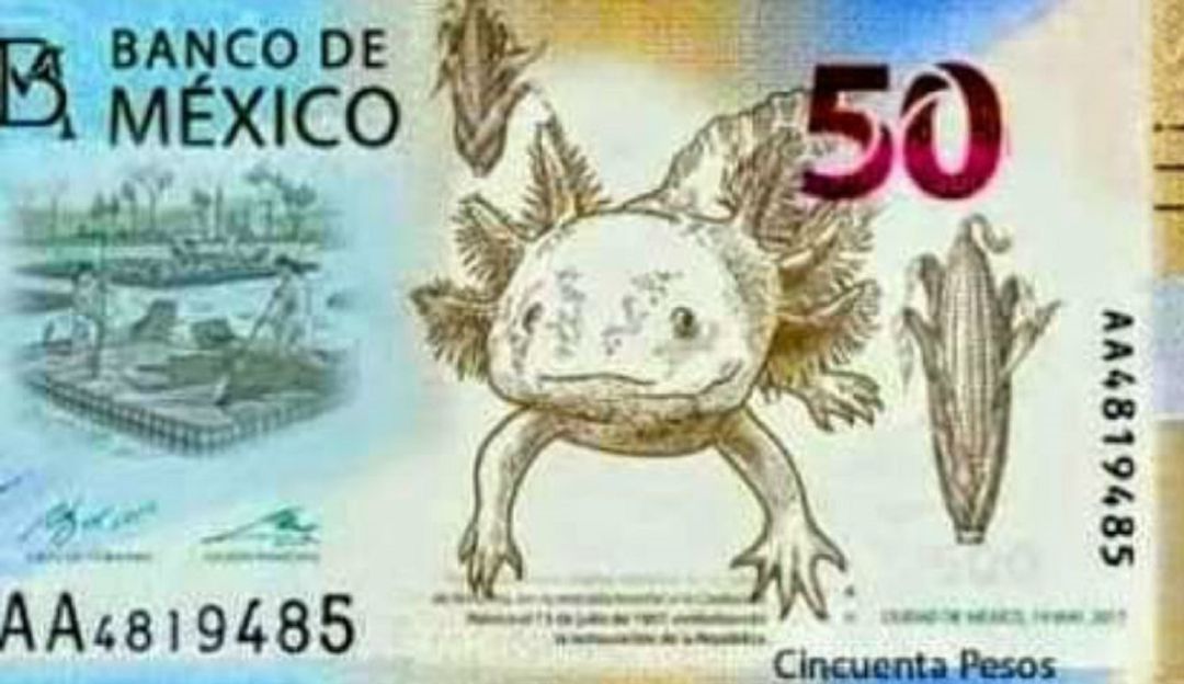 Adiós a Morelos en billete de 50 pesos, ahora lo protagonizará un axolotl