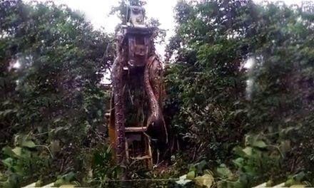 Grúa levanta gigantesca serpiente; la coronan como ‘la más grande del mundo’ (video)