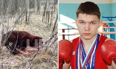 Oso muere luego de perder un ‘round’ contra boxeador en Rusia