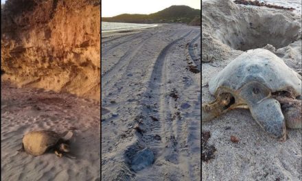 ‘Juniors y funcionarios no entienden’; atropellan a tortugas y sus crías en Sonora (video sensible)
