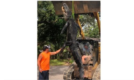 Capturan al ‘Godzilla de Florida’; un caimán de casi cuatro metros de largo (fotos)