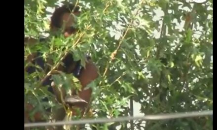 ‘Niño’ de 44 años se sube a un árbol para escapar de la policía; su madre tuvo que ‘acusarlo’ (video)