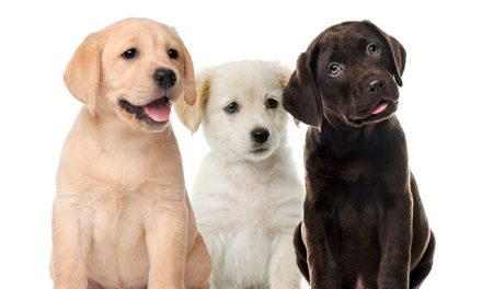 Querétaro tendrá zona pet-friendly en la Corregidora