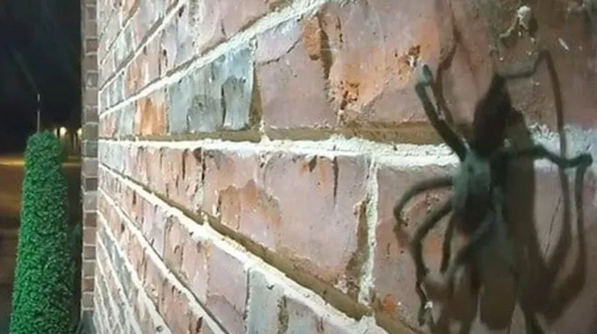 Cámara de seguridad capta siniestro visitante en puerta de hogar  (video)