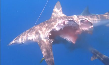 ‘Tiburón zombi’ con un gran agujero en su costado sigue luchando por sobrevivir