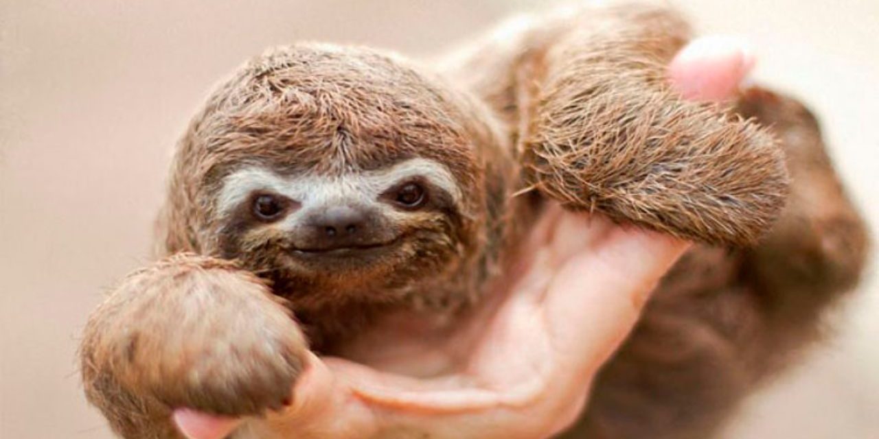 ¿Te sientes mal? Ver imágenes de animales puede hacerte sentir mejor