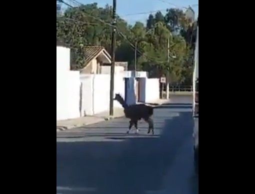 Captan a llama caminando por las calles de Saltillo