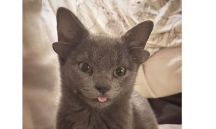 Gatita con cuatro orejas encuentra hogar y derrite de ternura en Instagram (video)