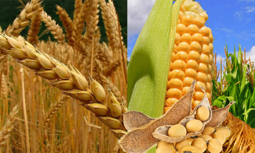 OMC alerta de cambio en precios de trigo, maíz y soya