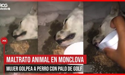 Mujer golpea a perro con palo de Golf en la cabeza; «Papucho» presenta severa lesión cerebral (video)