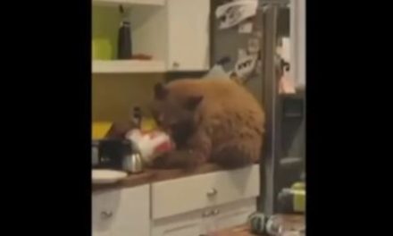 Oso irrumpe en casa y se come el pollito frito en Estados Unidos (video)