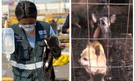 Estaban hambrientos y sedientos: animales del mercado de Sonora fueron rescatados tras incendio