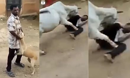 Karma instantáneo: Vaca embiste a cruel hombre que maltrataba a un perro en la India