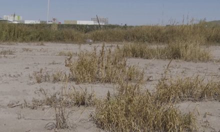 Saldo blanco en casos de dengue en la Región Sureste