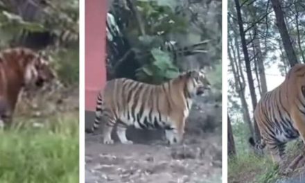 ¡Creo que he visto un lindo gatito!; captan tigre de bengala en carretera a Tapalpa, Jalisco (Video)