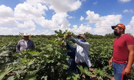 Coahuila se fortalece con cultivos alternativos