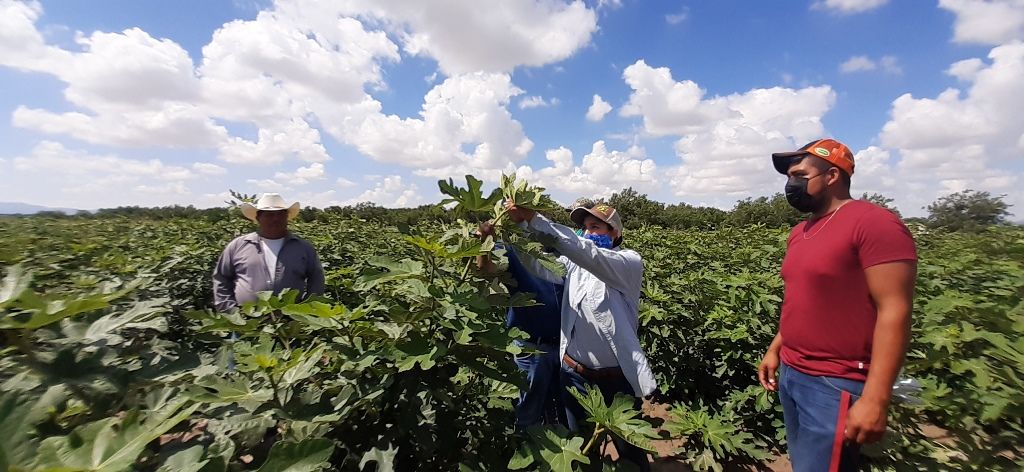 Coahuila se fortalece con cultivos alternativos