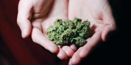 Autorizan el uso de la cannabis en México para fines industriales