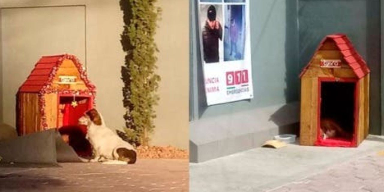 ‘Migajón’, el perrito que vive en un Oxxo