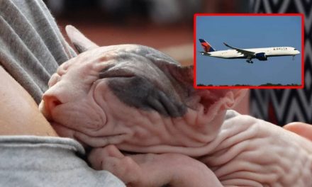 Descubren a mujer amamantando a un gato en pleno vuelo; lo había hecho pasar por su bebé