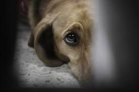 ¡Ahora ‘machetean’ a perrito!; maltrato animal crece en Parras Coahuila