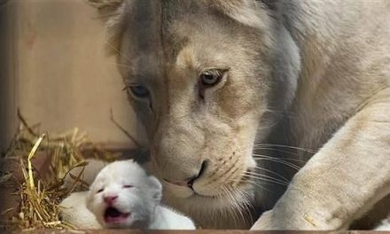 León blanco se come a su cría ‘por negligencia’ de trabajadores de zoológico en Hidalgo (video)