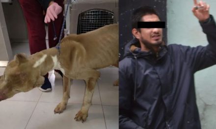 Detienen a hombre que torturaba a perros y gatos en su casa