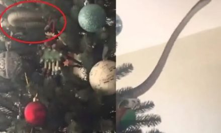 ‘Un regalo inesperado’, pareja encuentra una serpiente en árbol de navidad (video)