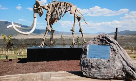 Turismo de Saltillo se consolida con la ruta Vinos y Dinos