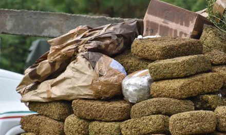 Decomisan droga en paquetería de Ramos Arizpe