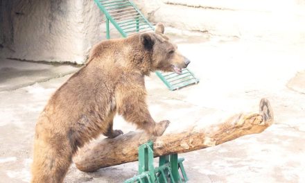 Mujer sorprende al lanzar a su hija a la jaula de un oso en un zoológico