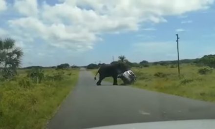 Elefante enfurecido vuelca auto con matrimonio y niños a bordo (video)